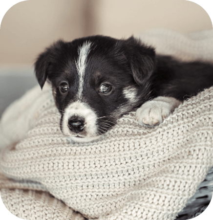 Symptoms of separation anxiety in dogs