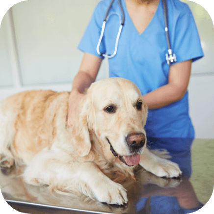 Treatment of age-related anxiety in dogs